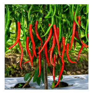 Hot Pepper F1 - Safira