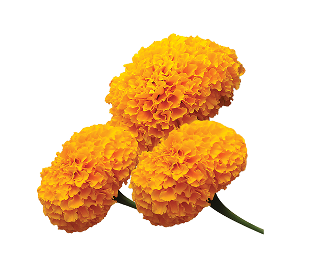 Bunga Marigold Beautiful - Image 2