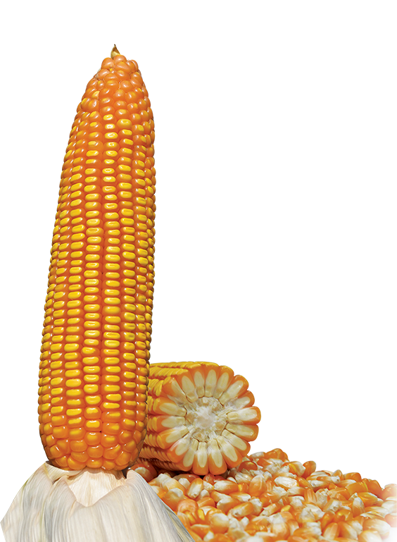 Jagung Hibrida Super BISI 234 "MASKOT" - Image 2