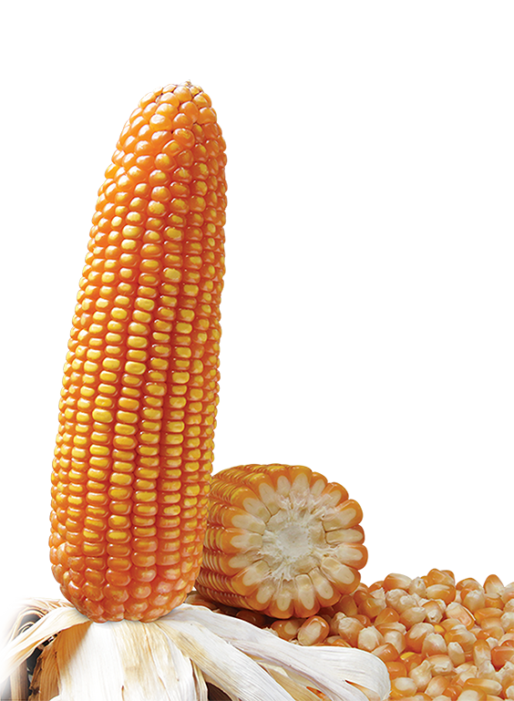 Jagung Hibrida Super BISI 236 "PRIMADONA" - Image 2