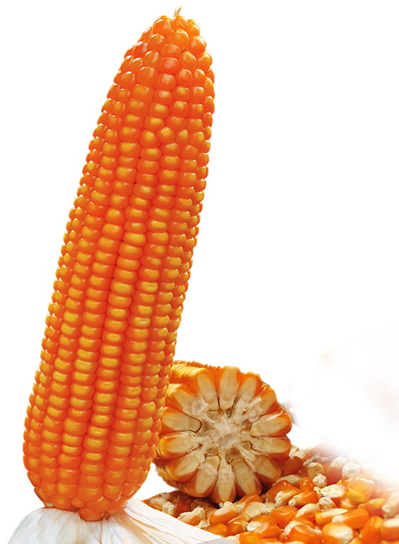 Jagung Hibrida Super BISI 959 - Image 2
